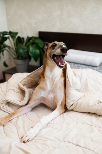 Foto grátis cão galgo feliz deitado na cama