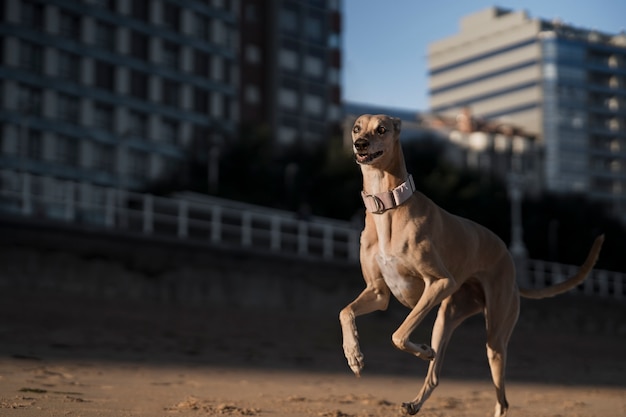 Cão galgo sorridente correndo na praia