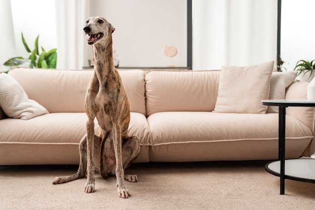 Foto grátis cão galgo sorridente sentado perto do sofá