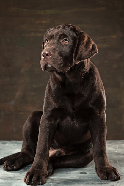 cão Labrador preto tomado contra um fundo escuro.