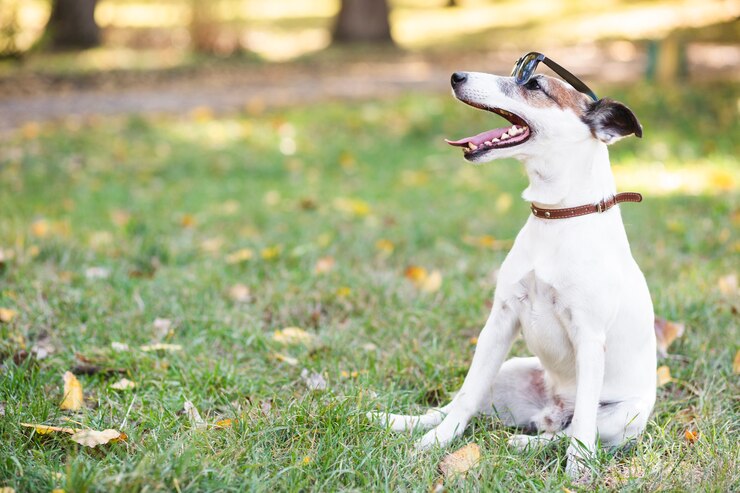 Foto grátis cão legal usando óculos escuros sentado