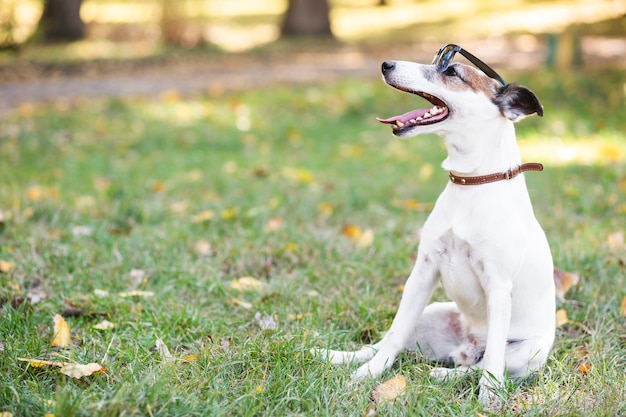 Cão legal usando óculos escuros sentado