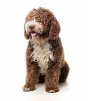 Foto grátis cão marrom de cabelos compridos que senta-se com lingüeta para fora