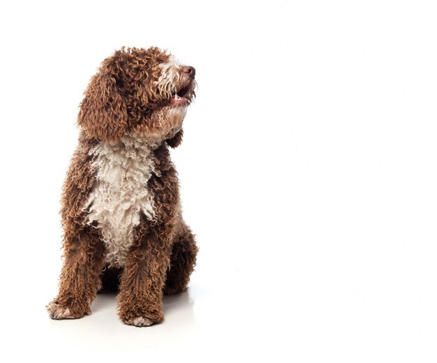 cão marrom de cabelos compridos que senta-se olhando para um lado