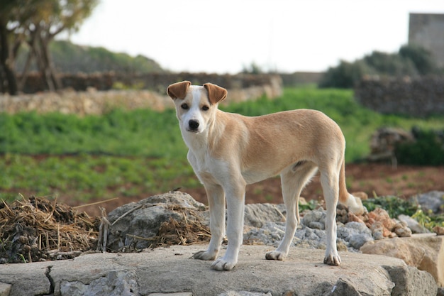 Cão na fazenda