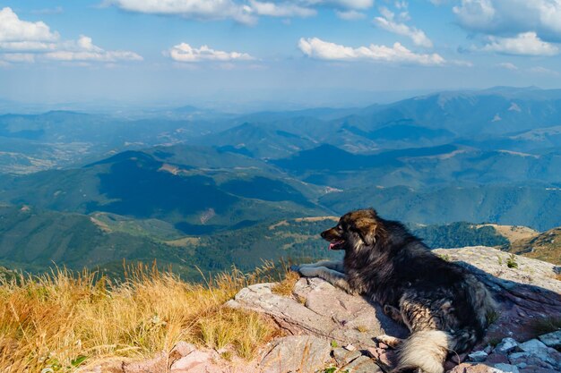 Banco de imagens : natureza, animal, verde, família, vertebrado, Raça cão,  cachorro Grande, Cão de montanha bernese, Cão da montanha do entlebucher,  Cão, como, mamífero, Carnívoro, Pastor inglês, Maior cão suíço montanha