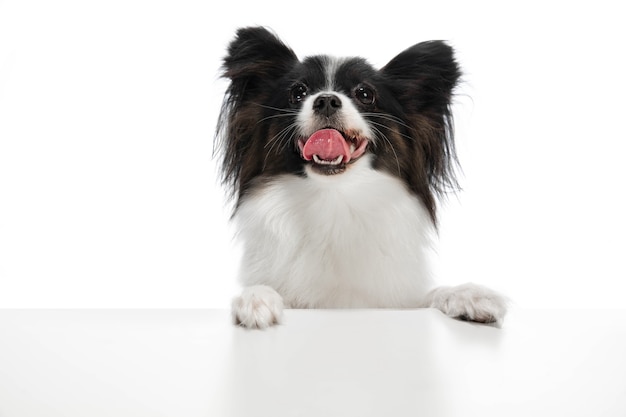 Cão papillon engraçado isolado no branco