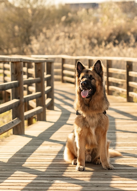 Cão pastor alemão fofo e poderoso sentado em uma ponte de madeira com a boca aberta