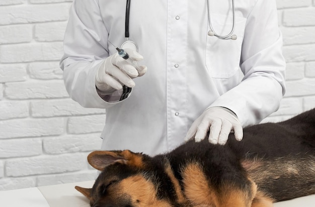 Cão pastor bonito deitado na mesa branca antes da vacinação na clínica veterinária