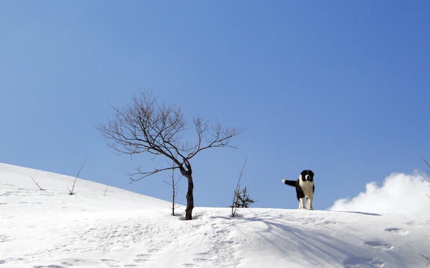 Cão pastor Bucovina parado na neve