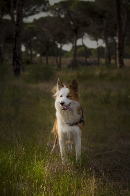 Cão pastor de galês marrom e branco fofo em uma floresta