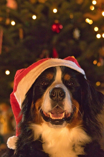 Cão pastor fofo com chapéu de Papai Noel em casa