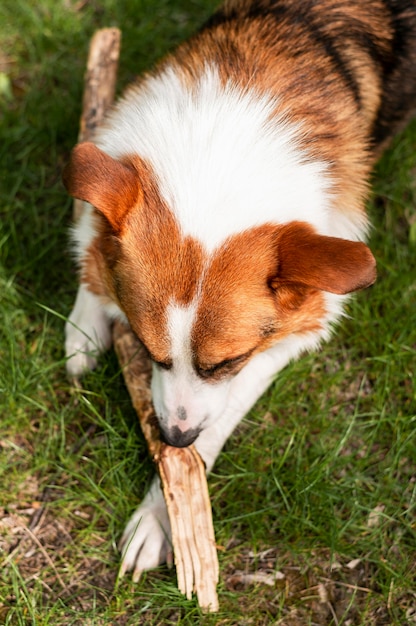 Cão peludo vista superior, aproveitando o tempo fora