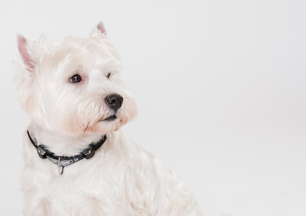 Cão pequeno bonito com espaço de cópia