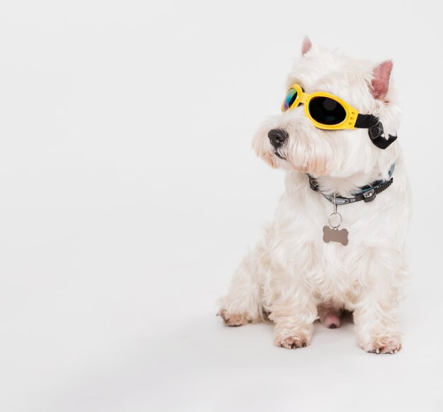 Cão pequeno bonito com óculos