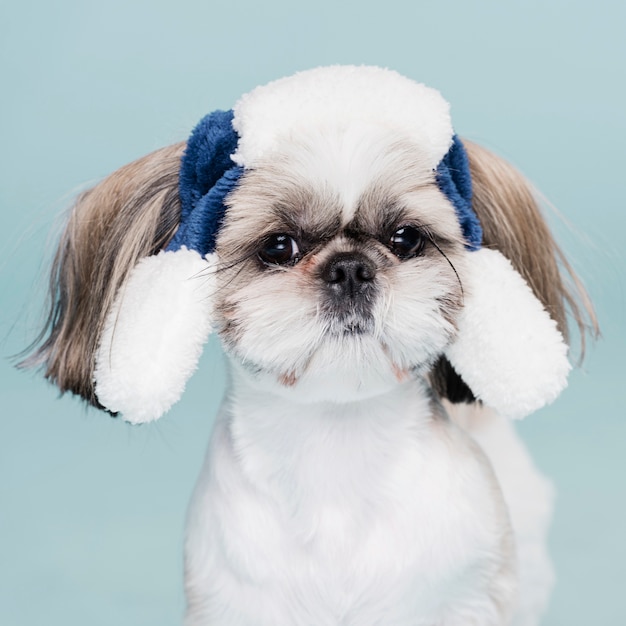 Foto grátis cão pequeno bonito com um chapéu