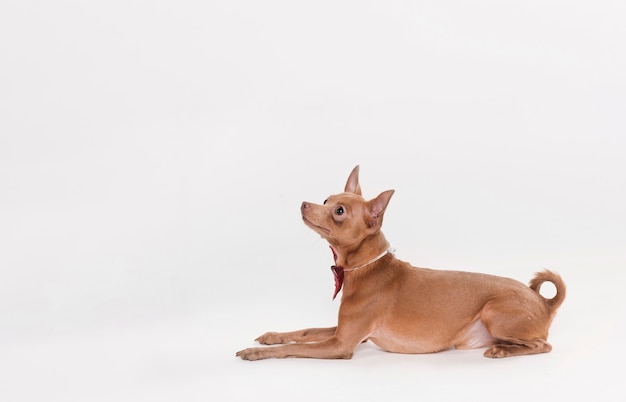 Cão pequeno bonito lateralmente