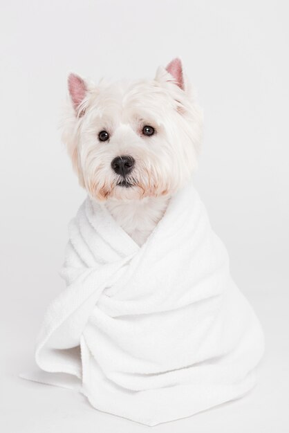 Cão pequeno bonito sentado em uma toalha