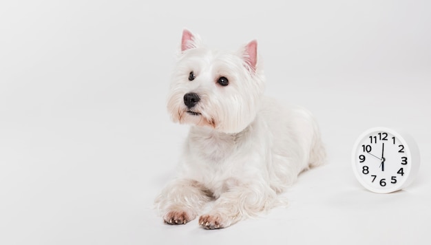 Cão pequeno bonito sentado