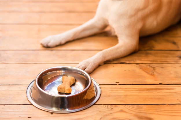 Foto grátis cão perto de tigela de comida com osso