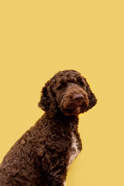 Foto grátis cão poodle fofo vista lateral