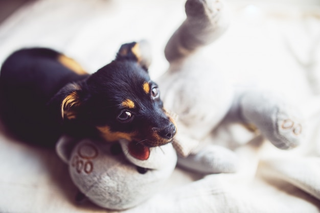 Cão preto pequeno