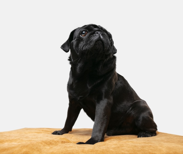 cão pug companheiro isolado na parede branca