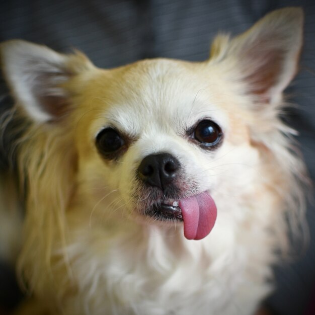 &quot;Cão puro-sangue em close-up&quot;