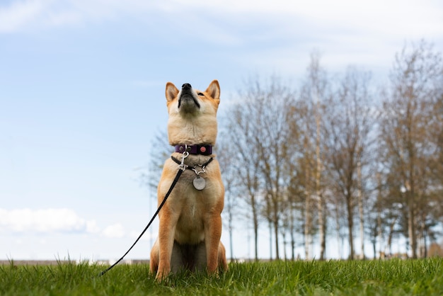 Cão shiba inu bonito de baixo ângulo