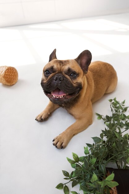 Cão sorridente de alto ângulo deitado no chão