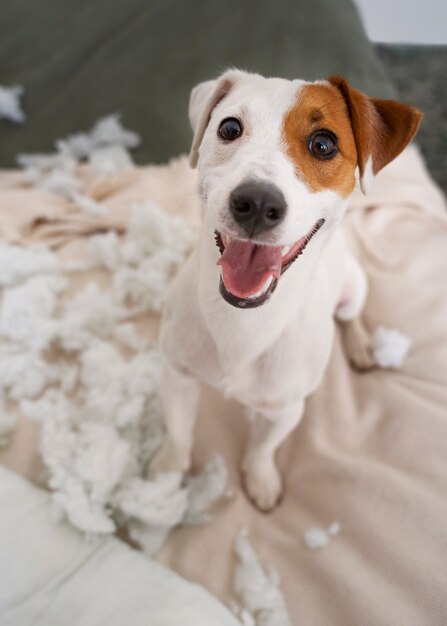 Cão sorridente de alto ângulo fazendo uma bagunça