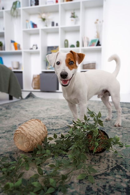 Cão sorridente fazendo uma bagunça com a planta