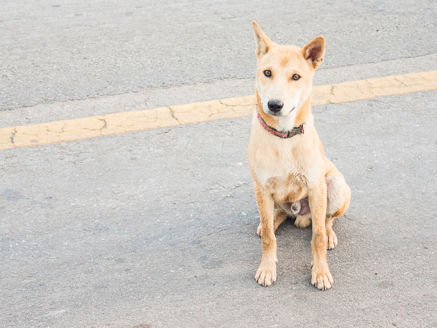 Cão tailandês local em uma rua rural