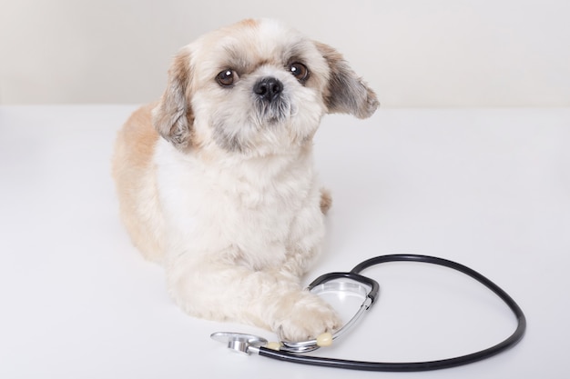 Cão veterinário engraçado deitado isolado