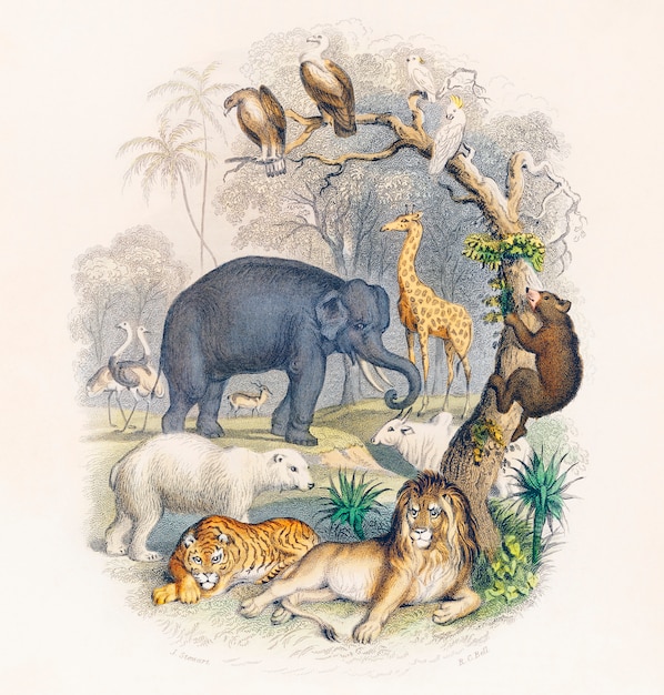 Foto grátis capa de uma história da terra e natureza animada (1820) por oliver goldsmith