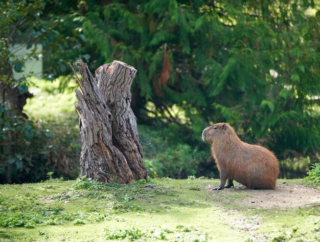 Capivara marrom sentada perto do tronco de uma árvore no zoológico