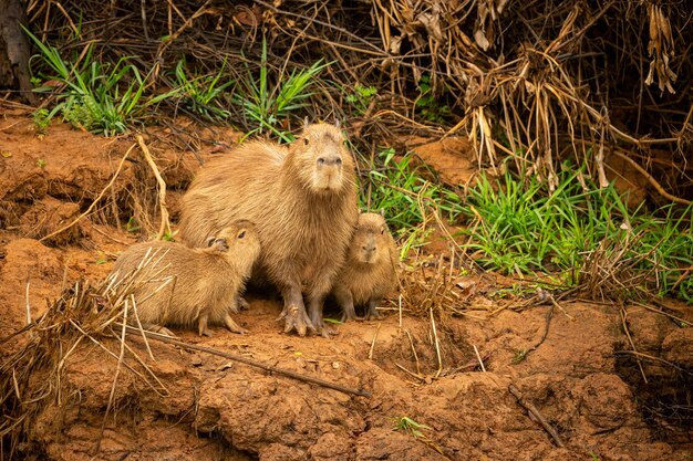 Capivara no habitat natural do norte do pantanal Maior rondent américa selvagem da vida selvagem sul-americana beleza da natureza