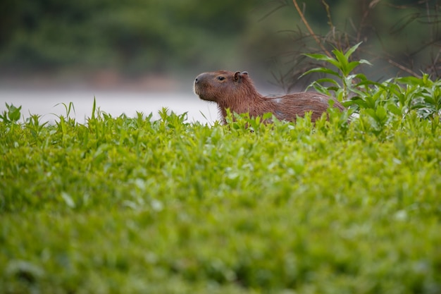 Capivara no habitat natural do pantanal norte