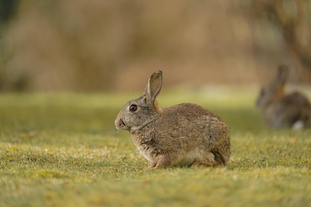 Foto grátis captura aproximada de coelhinhos fofos e adoráveis em um campo