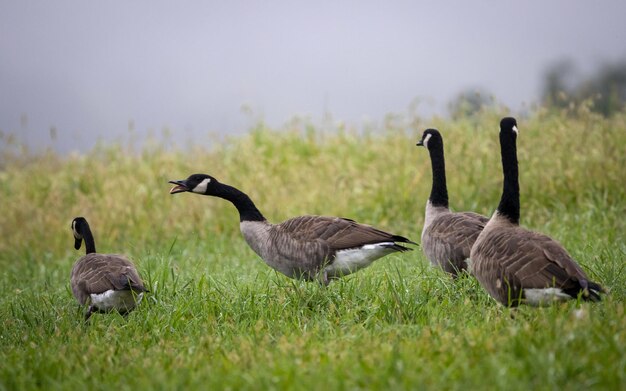 Captura aproximada de gansos do Canadá andando na grama