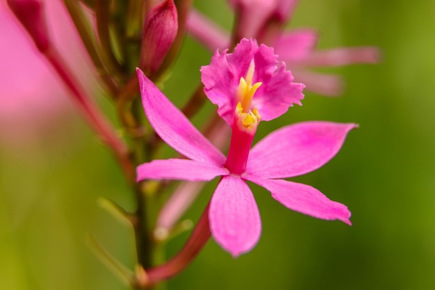 Captura aproximada de orquídeas de epidendro rosa contra um fundo desfocado