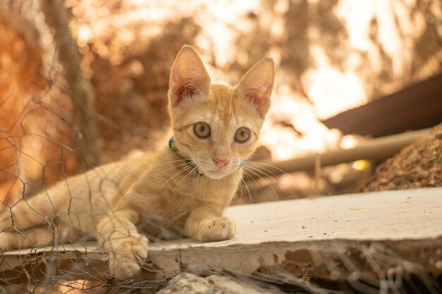 Captura aproximada de um adorável gato laranja claro