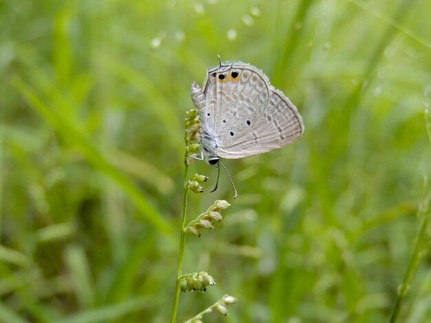 Captura aproximada de um azul de cauda curta numa planta