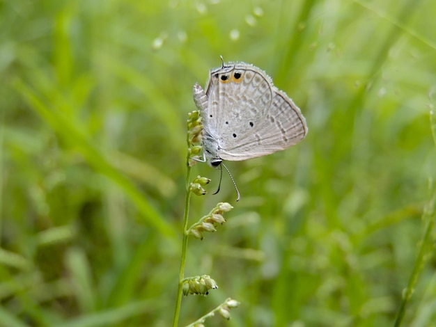 Captura aproximada de um azul de cauda curta numa planta
