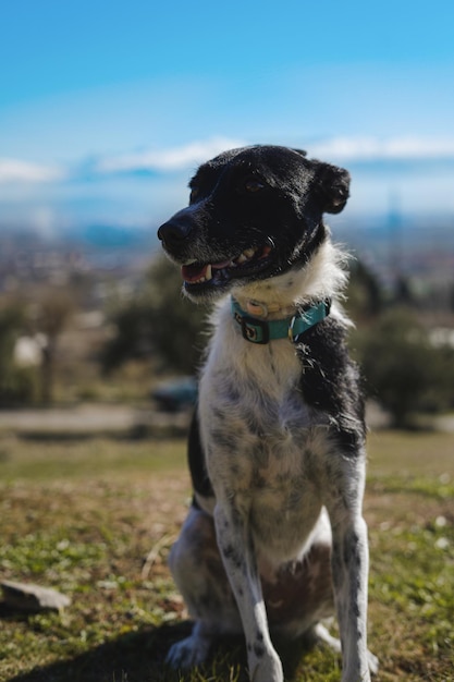 Captura aproximada de um cão texas heeler manchado a preto e branco com um colarinho azul sentado ao sol