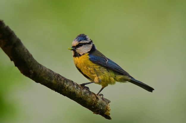 Captura aproximada de um chickadee sentado num galho de árvore