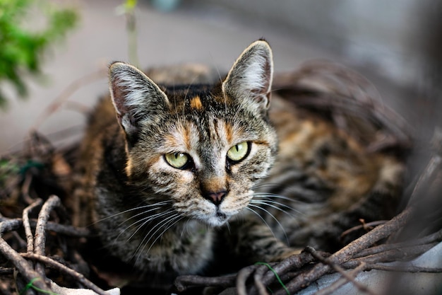 Captura aproximada de um rosto de um gato listrado de rua