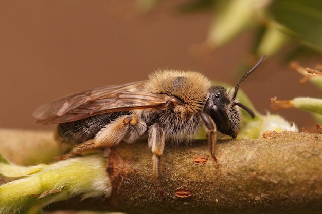 Captura aproximada de uma abelha mineira de cauda vermelha num salgueiro