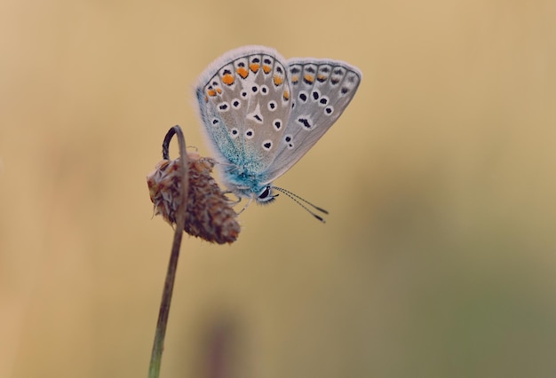 Captura aproximada de uma borboleta azul Adonis numa flor