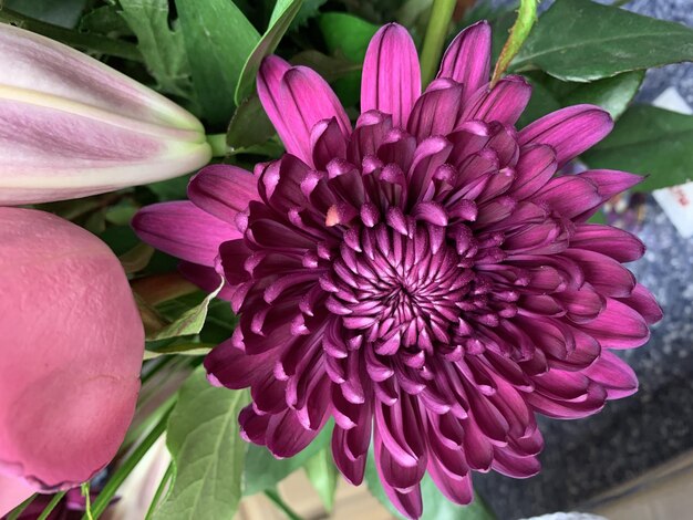 Captura aproximada de uma flor roxa de crisântemo